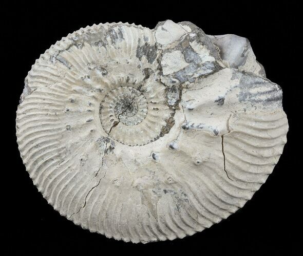 Wide Kosmoceras Ammonite - England #60300